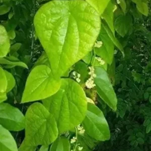 Grass Jelly Vine Live Plant - Mesona chinensis - Edible Herbal - 5-9