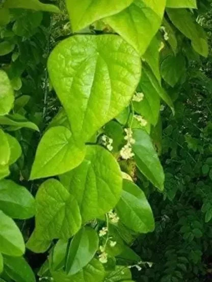 Grass Jelly Vine Live Plant - Mesona chinensis - Edible Herbal - 5-9" Tall - Image 3