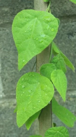 Grass Jelly Vine Live Plant - Mesona chinensis - Edible Herbal - 5-9" Tall - Image 4