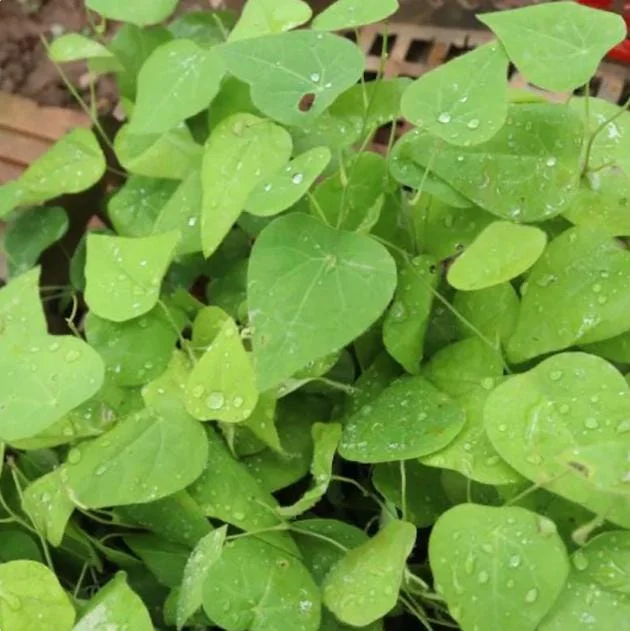 Grass Jelly Vine Live Plant - Mesona chinensis - Edible Herbal - 5-9" Tall - Image 5