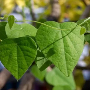 Grass Jelly Vine Live Plant - Mesona chinensis - Edible Herbal - 5-9