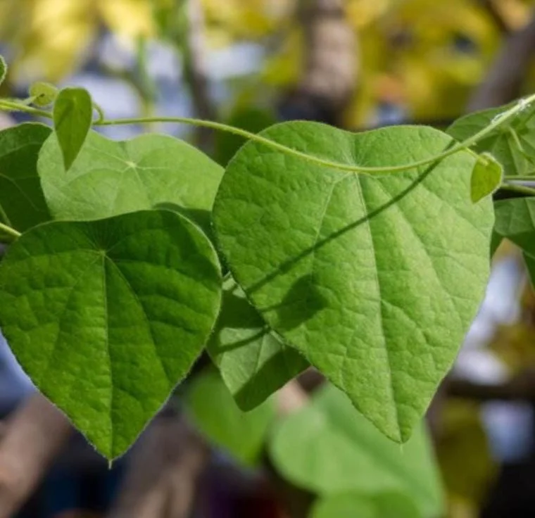 Grass Jelly Vine Live Plant - Mesona chinensis - Edible Herbal - 5-9" Tall - Image 6
