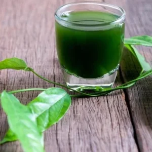 Grass Jelly Vine Live Plant - Mesona chinensis - Edible Herbal - 5-9