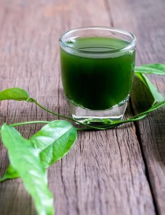 Grass Jelly Vine Live Plant - Mesona chinensis - Edible Herbal - 5-9" Tall - Image 7