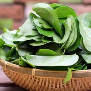 Grass Jelly Vine Live Plant - Mesona chinensis - Edible Herbal - 5-9