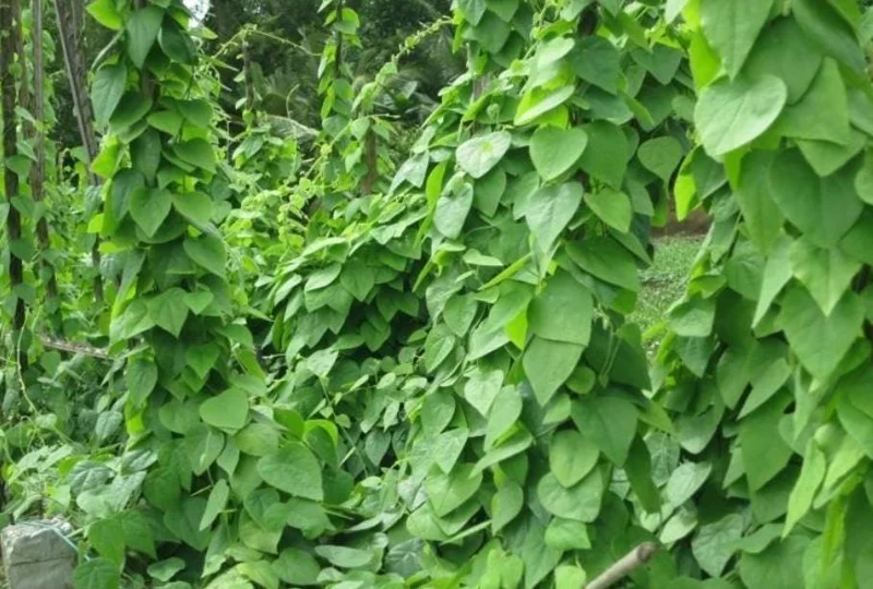 Grass Jelly Vine Live Plant - Mesona chinensis - Edible Herbal - 5-9" Tall - Image 1