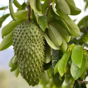 Graviola Soursop Live Plant - 5-9" Annona muricata Tropical Fruit Tree - Image 2