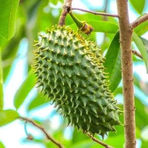 Graviola Soursop Live Plant - 5-9