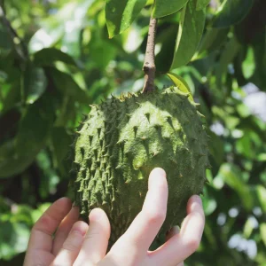 Graviola Soursop Live Plant - 5-9