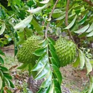 Graviola Soursop Live Plant - 5-9