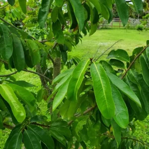 Graviola Soursop Live Plant - 5-9