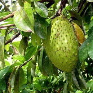 Graviola Soursop Live Plant - 5-9" Annona muricata Tropical Fruit Tree - Image 1