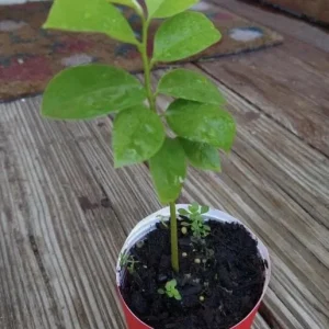 Graviola Soursop Live Plant - 5-9