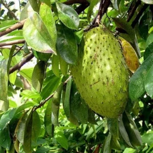 Graviola Soursop Live Plant - Annona muricata Tropical Fruit Tree, 12-16 inch - Image 2