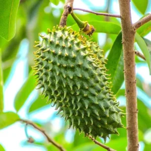 Graviola Soursop Live Plant - Annona muricata Tropical Fruit Tree, 12-16 inch - Image 3