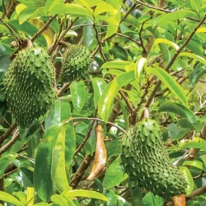 Graviola Soursop Live Plant - Annona muricata Tropical Fruit Tree, 12-16 inch - Image 5