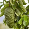 Graviola Soursop Live Plant - Annona muricata Tropical Fruit Tree, 12-16 inch - Image 1