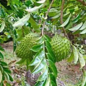 Graviola Soursop Live Plant - Annona muricata Tropical Fruit Tree, 12-16 inch - Image 6