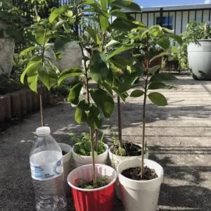 Graviola Soursop Live Plant - Annona muricata Tropical Fruit Tree, 12-16 inch - Image 8