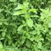 Greek Oregano Live Plant - 4" Pot - Culinary Herb - Outdoor - Image 1