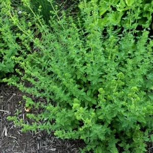 Greek Oregano Live Plant - 4