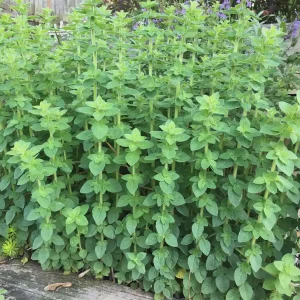 Greek Oregano Live Plant - 4