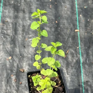 Greek Oregano Live Plant - 4