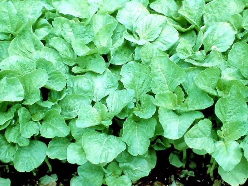 Green Amaranth Seeds - Heirloom, Non-GMO, Edible Leaves, 30-40 Days - Image 2