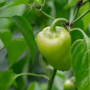 Green Bell Pepper Seeds – Yolo Wonder – 30 Seeds – Vegetable Seeds - Image 1