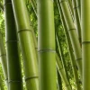 Green Clumping Bamboo Live Plant – Half Gallon Pot – Tropical Decor - Image 1