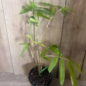 Green Clumping Bamboo Live Plant – Half Gallon Pot – Tropical Decor - Image 6