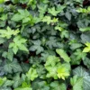 Green English Ivy Live Plant – Trailing & Climbing Houseplant – Easy Care – 4-6 inch Pot - Image 1