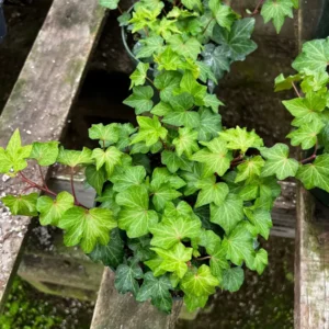 Green English Ivy Live Plant – Trailing & Climbing Houseplant – Easy Care – 4-6 inch Pot - Image 2