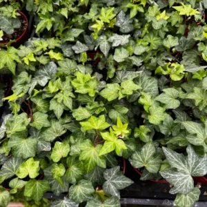 Green English Ivy Live Plant – Trailing & Climbing Houseplant – Easy Care – 4-6 inch Pot - Image 4