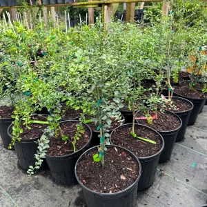 Green Finger Lime Live Plant – Grafted – 3 Gallon Pot – 2 ft Tall Tree - Image 2