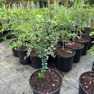 Green Finger Lime Live Plant – Grafted – 3 Gallon Pot – 2 ft Tall Tree - Image 3