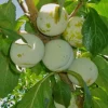 Green Gage Plum Tree - Live Plant - 2 Feet Tall - 3 Gallon Pot - Outdoor Fruit Tree - Image 1