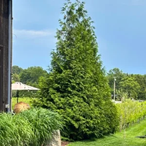 Green Giant Arborvitae Live Plant – 18-24