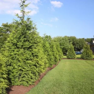 Green Giant Arborvitae Live Plant – 18-24