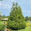 Green Giant Arborvitae Live Plant – 18-24" Tall – Gallon Pot – Outdoor Evergreen Tree - Image 1