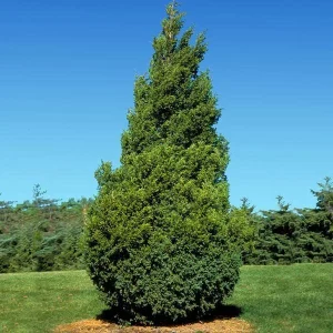 Green Giant Arborvitae Live Plant – 2.5 Gallon Pot, 8-14in Height, Outdoor Evergreen - Image 3