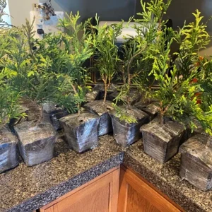 Green Giant Arborvitae Live Plant – Set of 15, 6-12