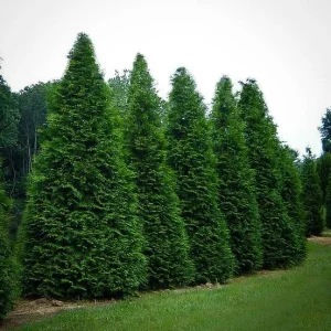 Green Giant Arborvitae Live Plant - Thuja Plicata - 2.5 inch Pot - 6-12