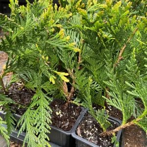 Green Giant Arborvitae Live Plant - Thuja Plicata - 2.5 inch Pot - 6-12