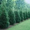 Green Giant Arborvitae Thuja Plicata Live Plant - 20-30 inches Tall - Trade Gallon - Image 1