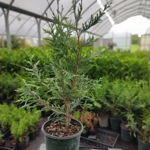 Green Giant Arborvitae Thuja Plicata Live Plant - 20-30 inches Tall - Trade Gallon - Image 2