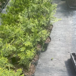 Green Giant Arborvitae Thuja Plicata Live Plant - 20-30 inches Tall - Trade Gallon - Image 5