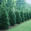 Green Giant Arborvitae Thuja Plicata Live Plant – 2.5 inch Pot, 4-12 inches Tall – Outdoor Privacy Tree - Image 1
