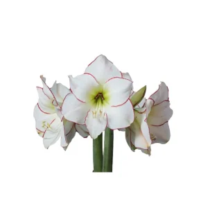 Green Glitter Dipped Waxed Amaryllis Bulb - Picasso Flower - 32/+ cm Bulb - Image 2