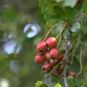 Green Hawthorn Live Tree – Crataegus viridis – Flowering Starter Plant 16-24 Inches – Outdoor - Image 3